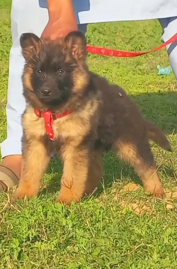 German Shepherd Male Dog / Long Coat / Double Coat / GSD dog — photo 2