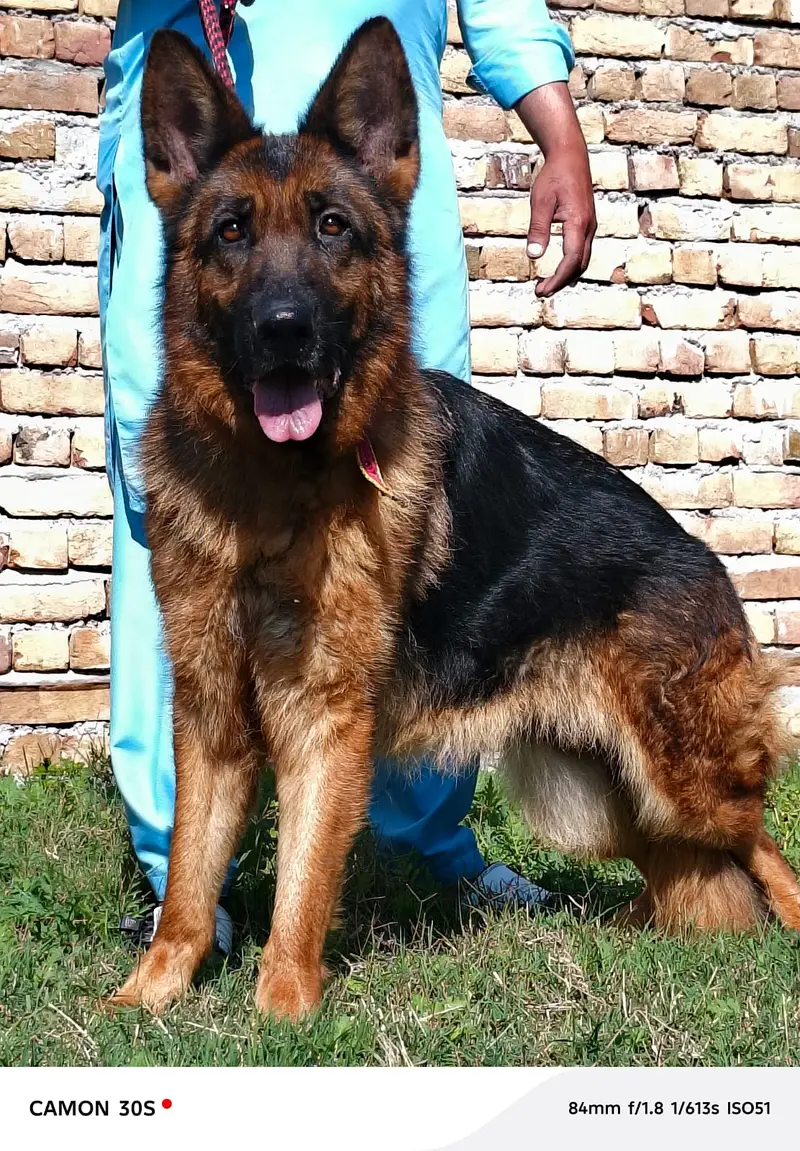 German Shepherd Male Dog / Long Coat / Double Coat / GSD dog — photo 3