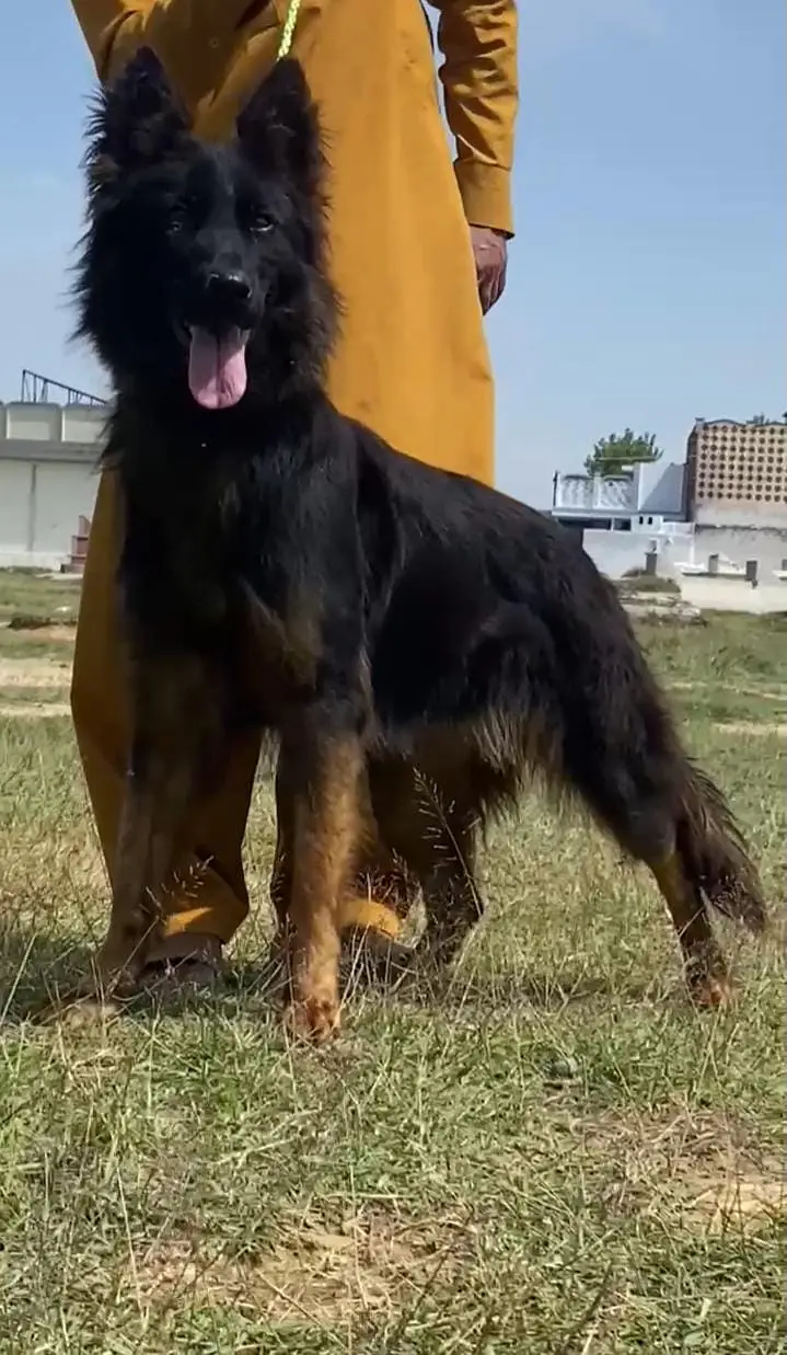 German Shepherd Male Dog / Long Coat / Double Coat / GSD dog — photo 4