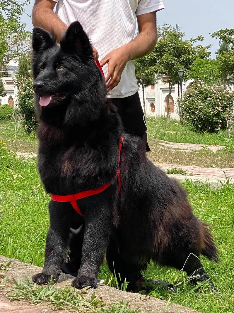 German Shepherd Male Dog / Long Coat / Double Coat / GSD dog — photo 6