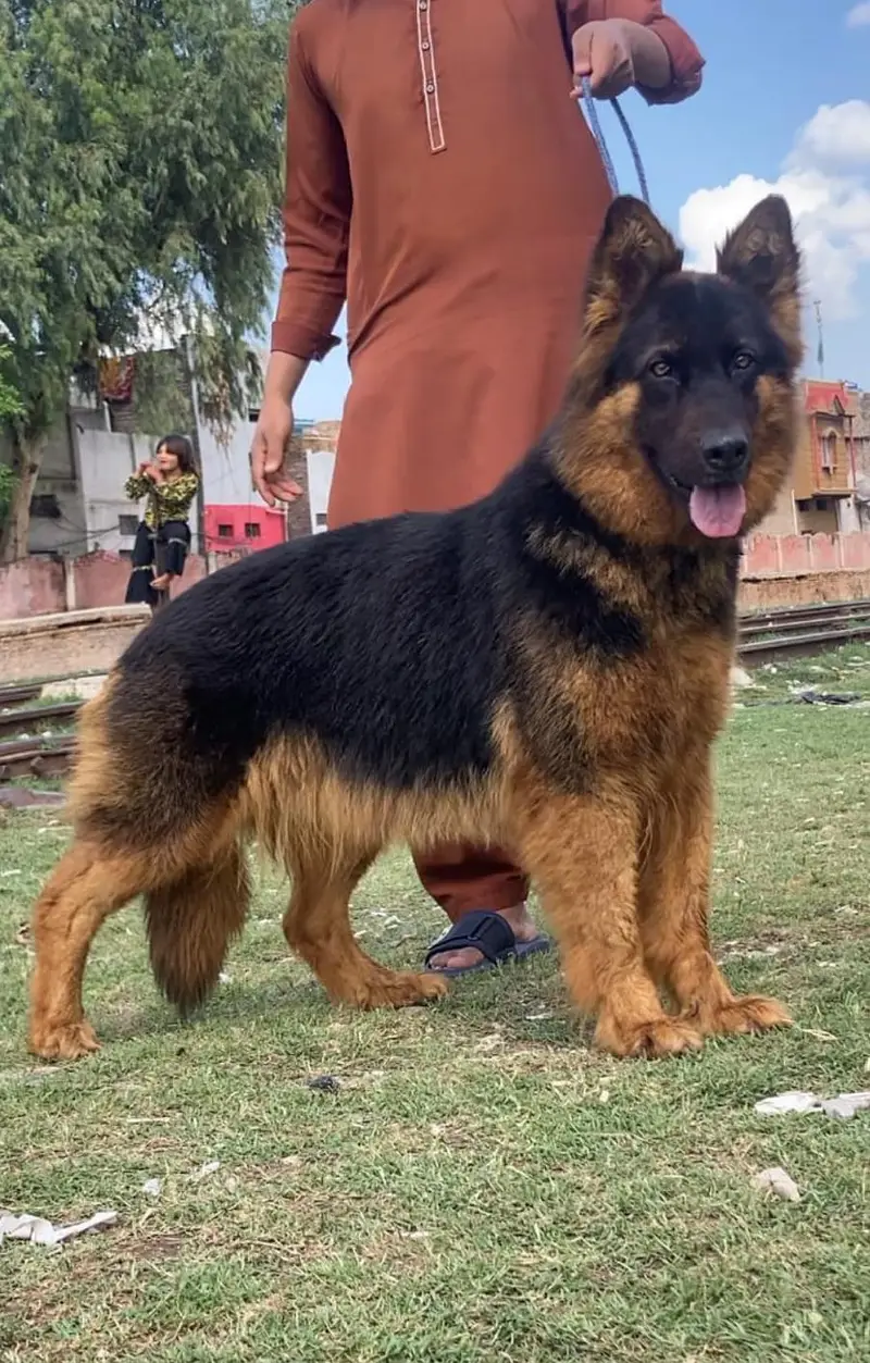 German Shepherd Male Dog / Long Coat / Double Coat / GSD dog — photo 7