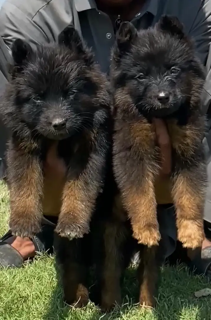 German Shepherd Male Dog / Long Coat / Double Coat / GSD dog — photo 8