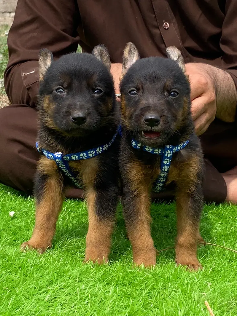 German Shepherd Male Dog / Long Coat / Double Coat / GSD dog — photo 9