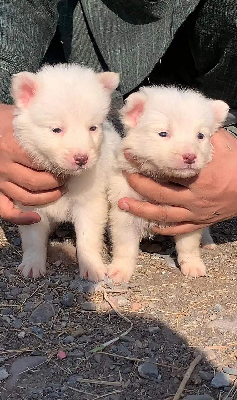 Russian Puppies / Pink Nose Puppy / Russian Pair — photo 3