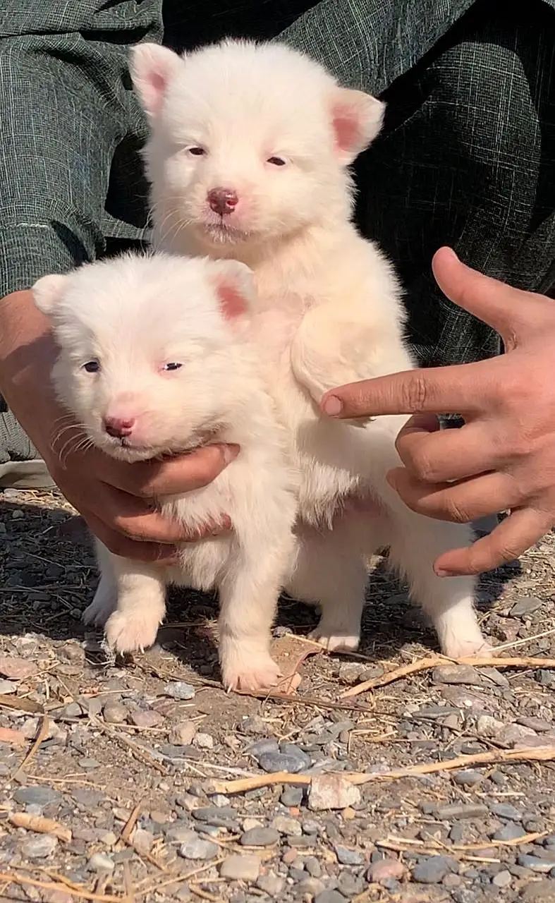 Russian Puppies / Pink Nose Puppy / Russian Pair — photo 4