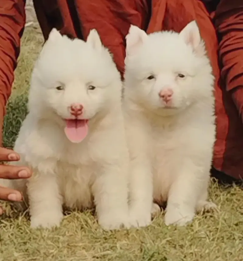 Russian Puppies / Pink Nose Puppy / Russian Pair — photo 5