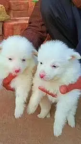 Russian Puppies / Pink Nose Puppy / Russian Pair — photo 10