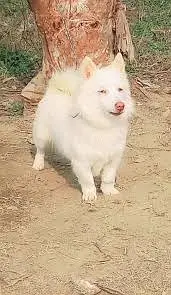 Russian Puppies / Pink Nose Puppy / Russian Pair — photo 12