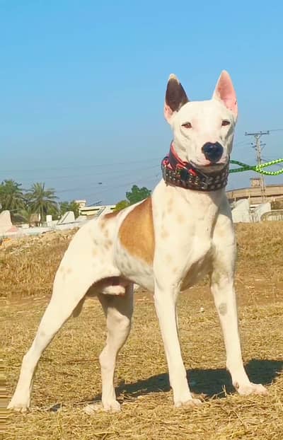 Kohati Gultair Dog | Gultair Male Dog / Gultair pair
