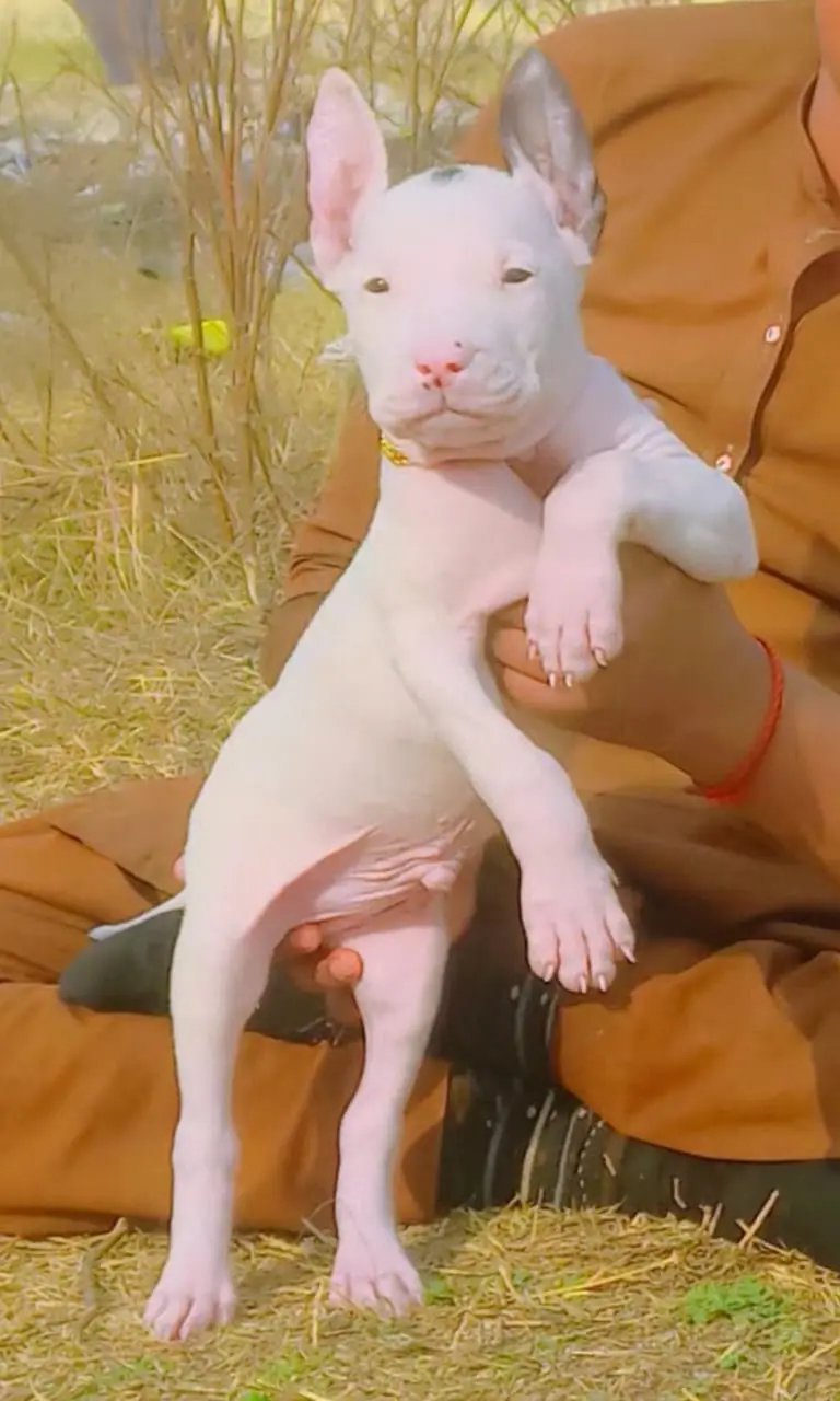 Kohati Gultair Dog | Gultair Male Dog / Gultair pair — photo 2