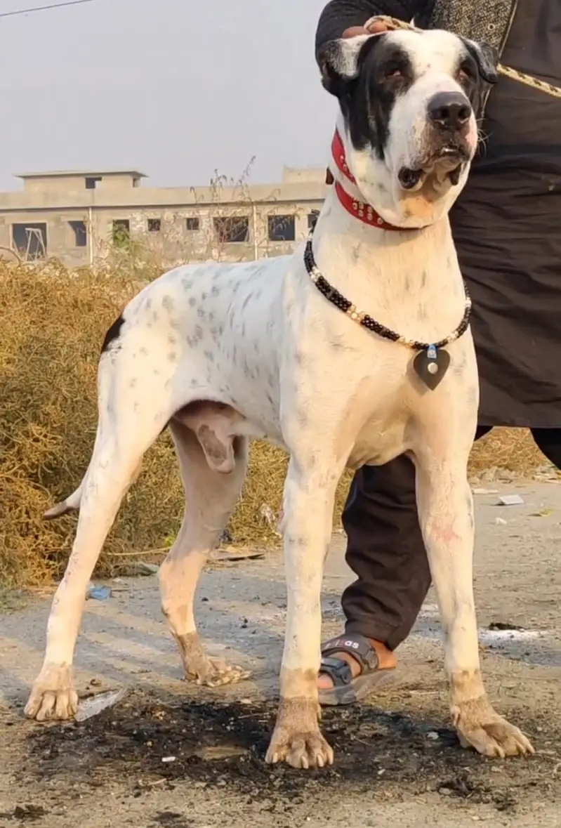 Kohati Gultair Dog | Gultair Male Dog / Gultair pair — photo 7