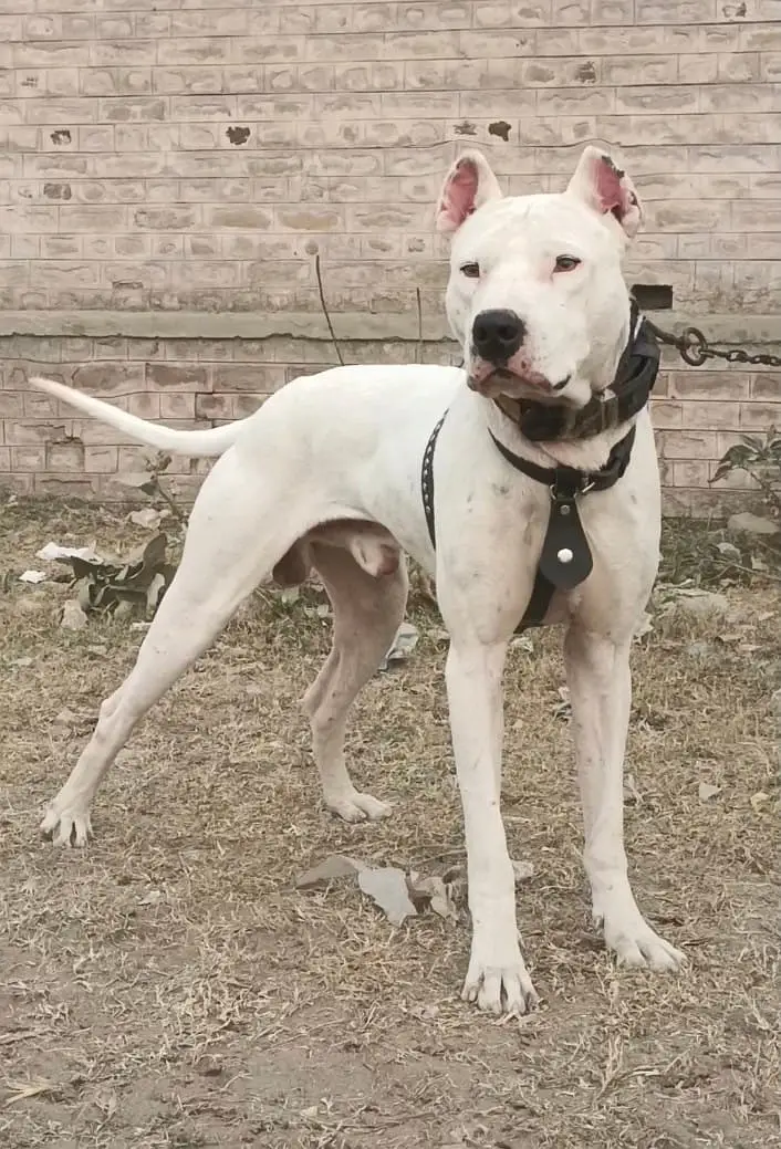 Kohati Gultair Dog | Gultair Male Dog / Gultair pair — photo 8