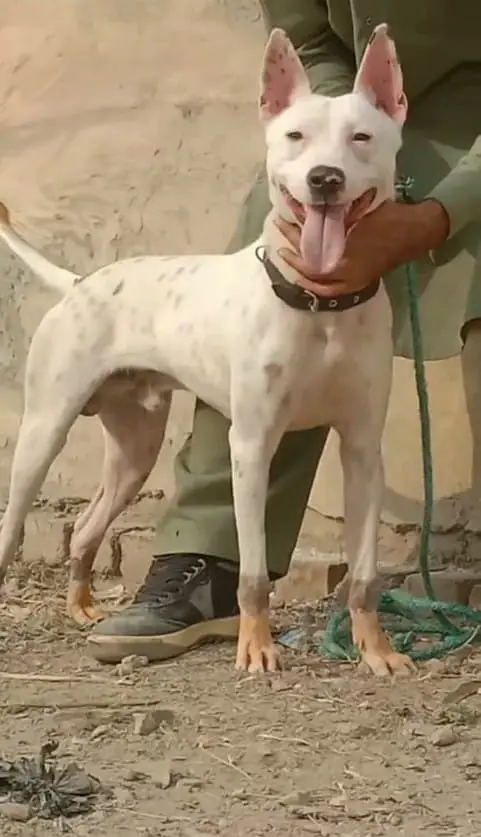 Kohati Gultair Dog | Gultair Male Dog / Gultair pair — photo 9