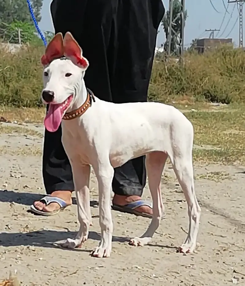 Kohati Gultair Dog | Gultair Male Dog / Gultair pair — photo 3