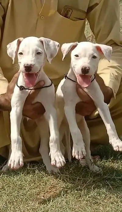Kohati Gultair Dog | Gultair Male Dog / Gultair pair — photo 5