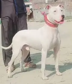 Kohati Gultair Dog | Gultair Male Dog / Gultair pair — photo 6