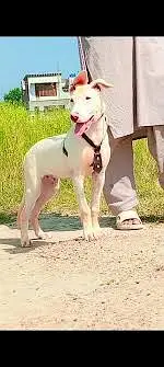 Kohati Gultair Dog | Gultair Male Dog / Gultair pair — photo 7