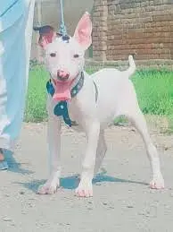 Kohati Gultair Dog | Gultair Male Dog / Gultair pair — photo 8