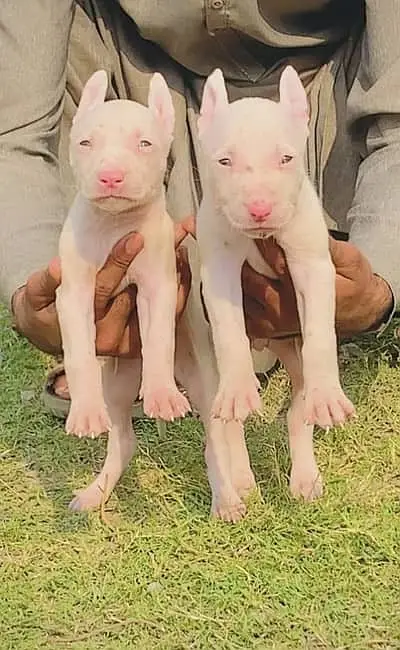 Kohati Gultair Dog | Gultair Male Dog / Gultair pair — photo 9