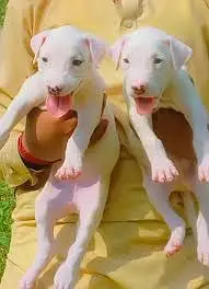 Kohati Gultair Dog | Gultair Male Dog / Gultair pair — photo 10