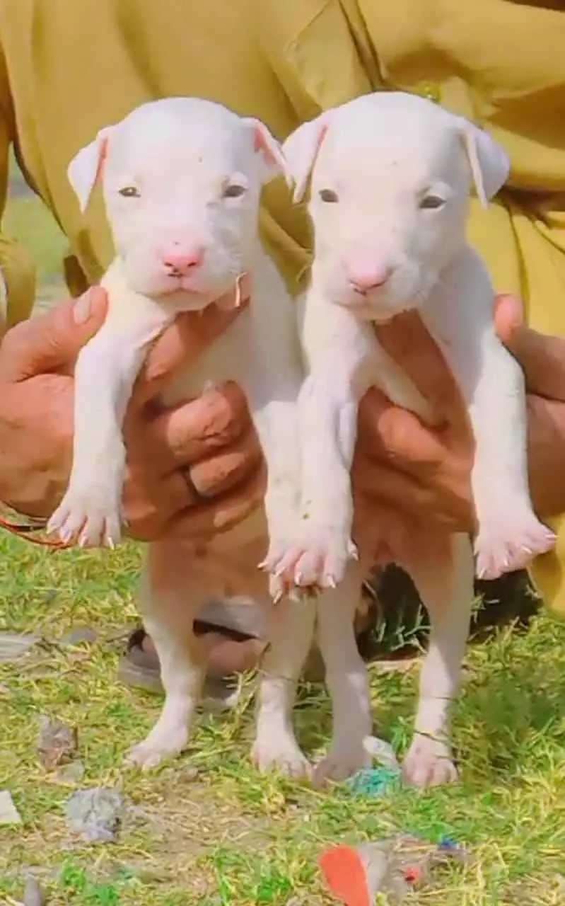 Kohati Gultair Dog | Gultair Male Dog / Gultair pair — photo 12