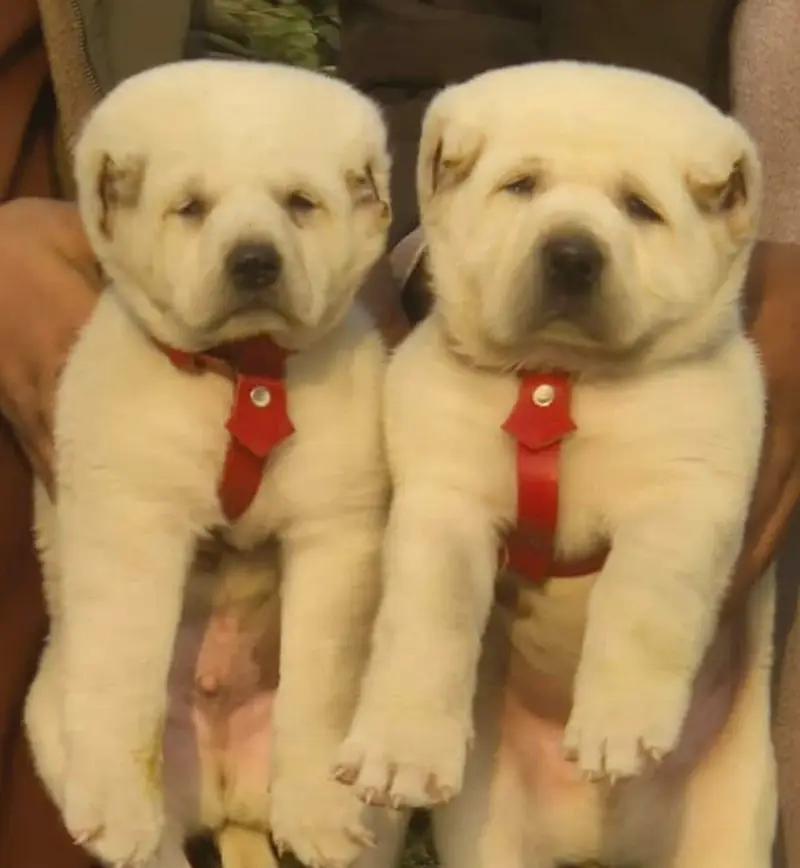Alabai Pair / security Dog / Afghan Kochi / King kurdish kangal pair — photo 2