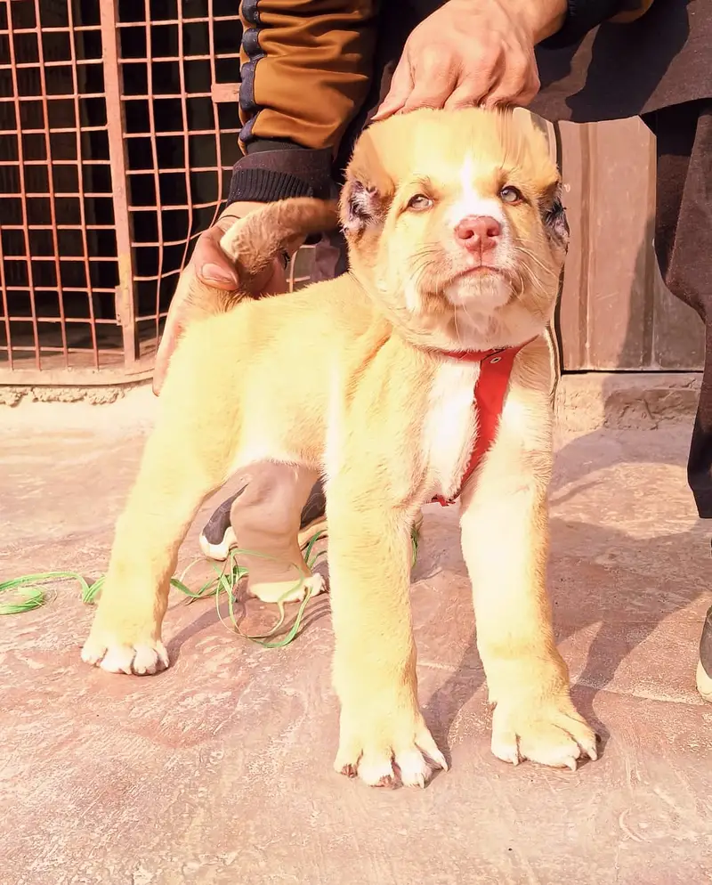 Alabai Pair / security Dog / Afghan Kochi / King kurdish kangal pair — photo 3
