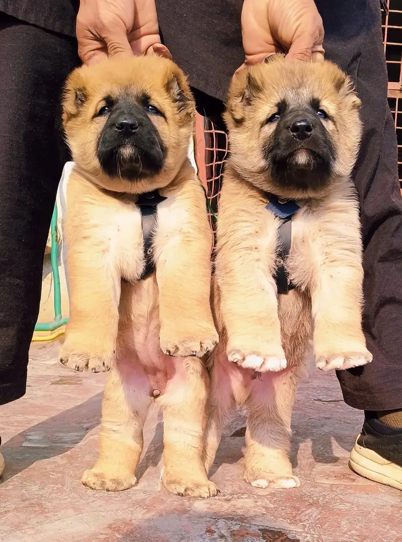 Alabai Pair / security Dog / Afghan Kochi / King kurdish kangal pair — photo 5