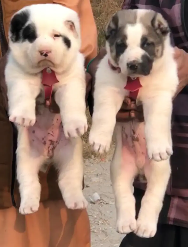 Alabai Pair / security Dog / Afghan Kochi / King kurdish kangal pair — photo 6