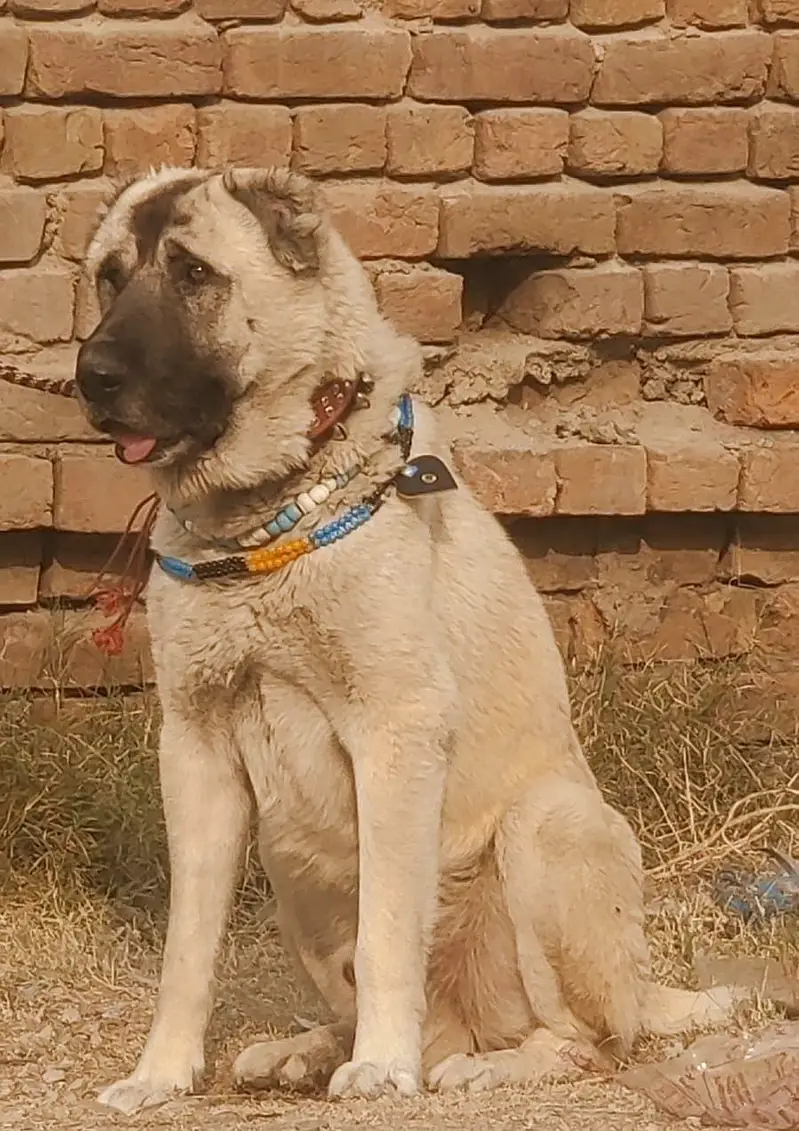 Alabai Pair / security Dog / Afghan Kochi / King kurdish kangal pair — photo 7