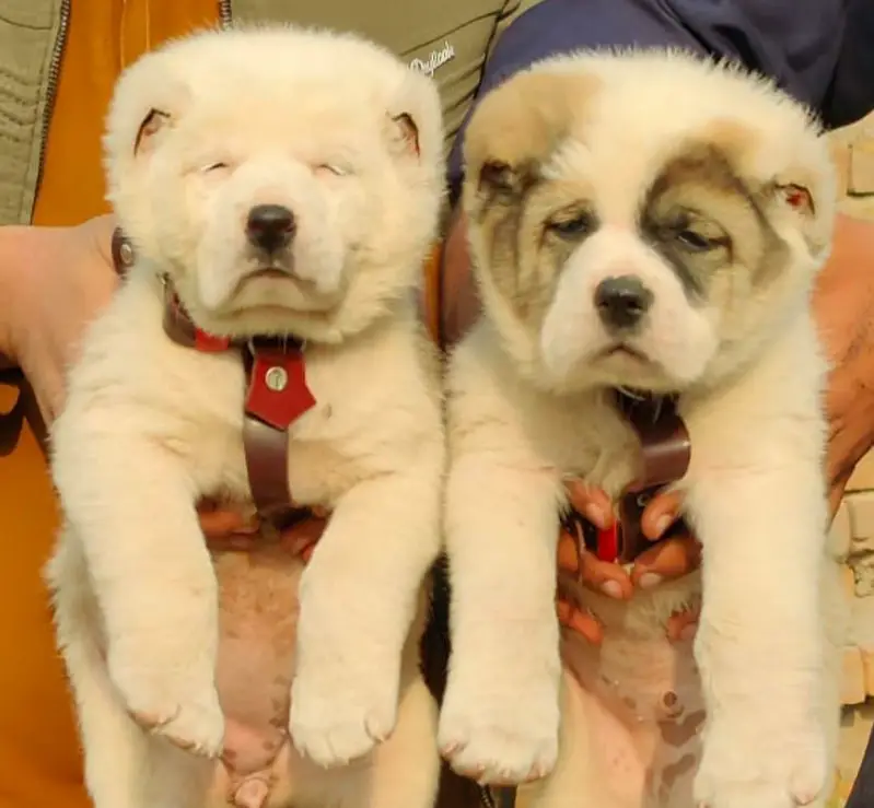 Alabai Pair / security Dog / Afghan Kochi / King kurdish kangal pair — photo 8