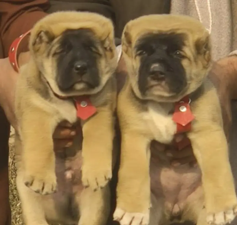 Alabai Pair / security Dog / Afghan Kochi / King kurdish kangal pair — photo 9
