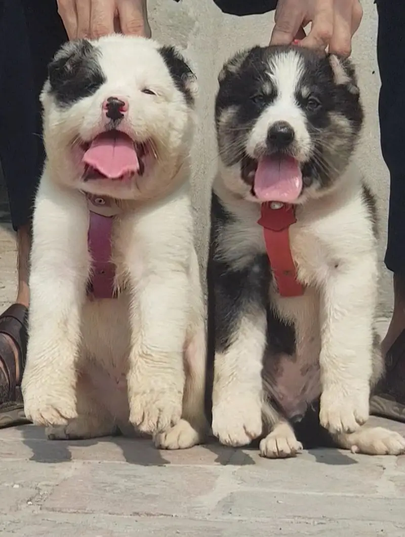Alabai Pair / security Dog / Afghan Kochi / King kurdish kangal pair — photo 11