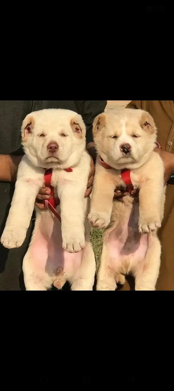 Alabai Pair / security Dog / Afghan Kochi / King kurdish kangal pair — photo 12
