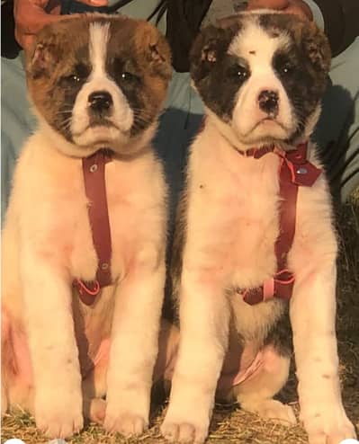 Alabai Pair / security Dog / Afghan Kochi / King kurdish kangal pair