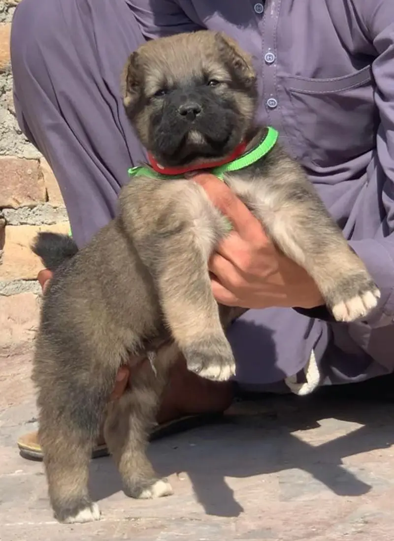 Alabai Pair / security Dog / Afghan Kochi / King kurdish kangal pair — photo 3