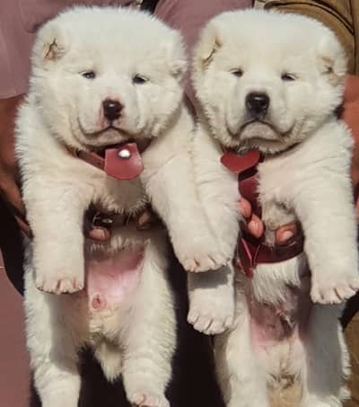 Alabai Pair / security Dog / Afghan Kochi / King kurdish kangal pair