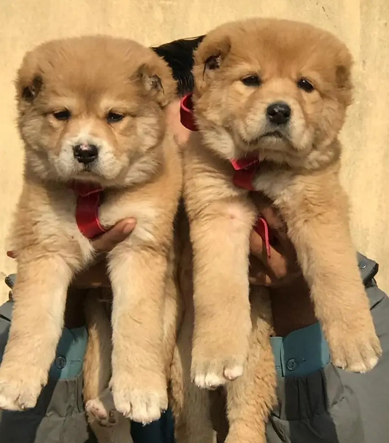 Alabai Pair / security Dog / Afghan Kochi / King kurdish kangal pair — photo 4