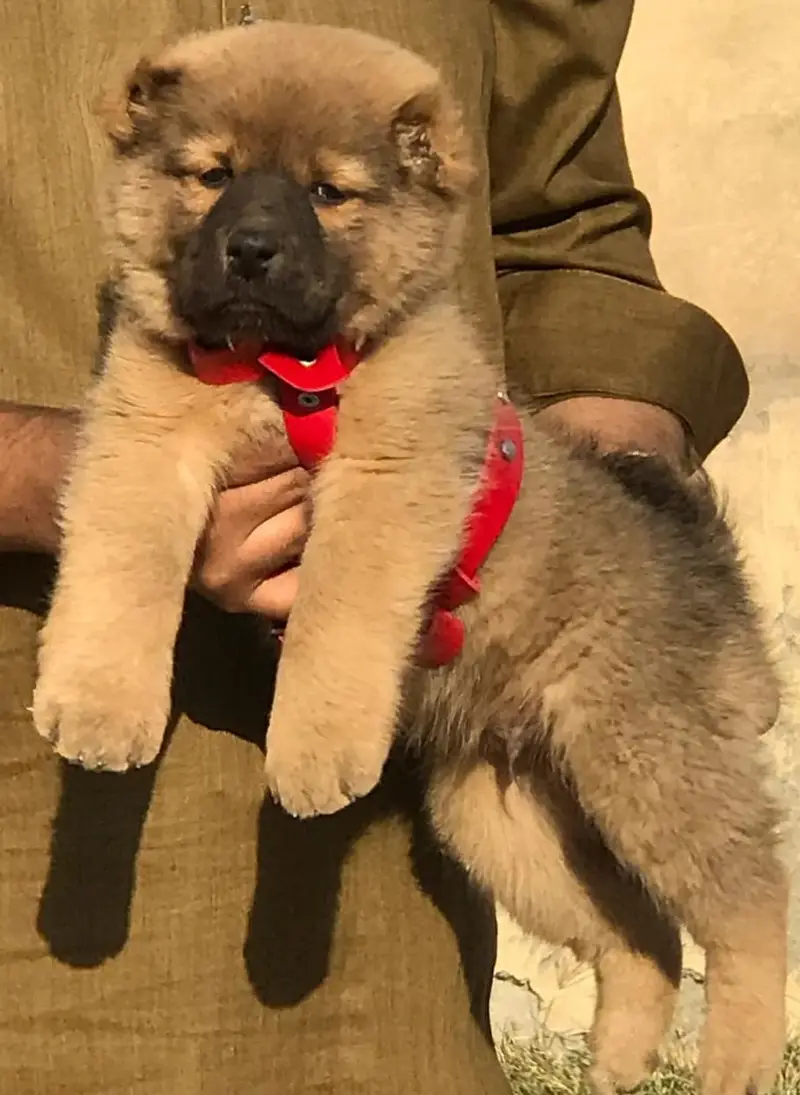 Alabai Pair / security Dog / Afghan Kochi / King kurdish kangal pair — photo 5