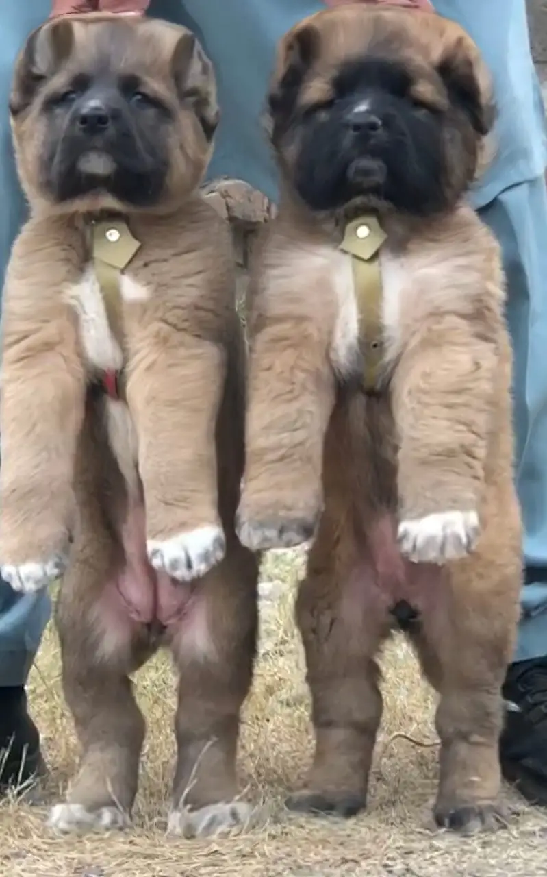 Alabai Pair / security Dog / Afghan Kochi / King kurdish kangal pair — photo 9