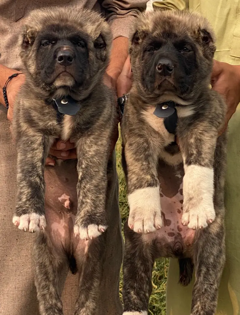 Alabai Pair / security Dog / Afghan Kochi / King kurdish kangal pair — photo 12