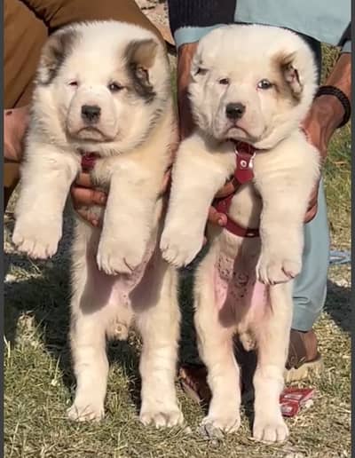 Alabai Pair / security Dog / Afghan Kochi / King kurdish kangal pair