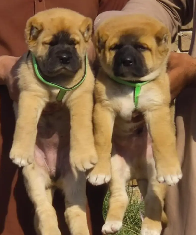 Alabai Pair / security Dog / Afghan Kochi / King kurdish kangal pair — photo 2