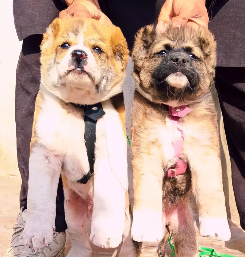Alabai Pair / security Dog / Afghan Kochi / King kurdish kangal pair — photo 4
