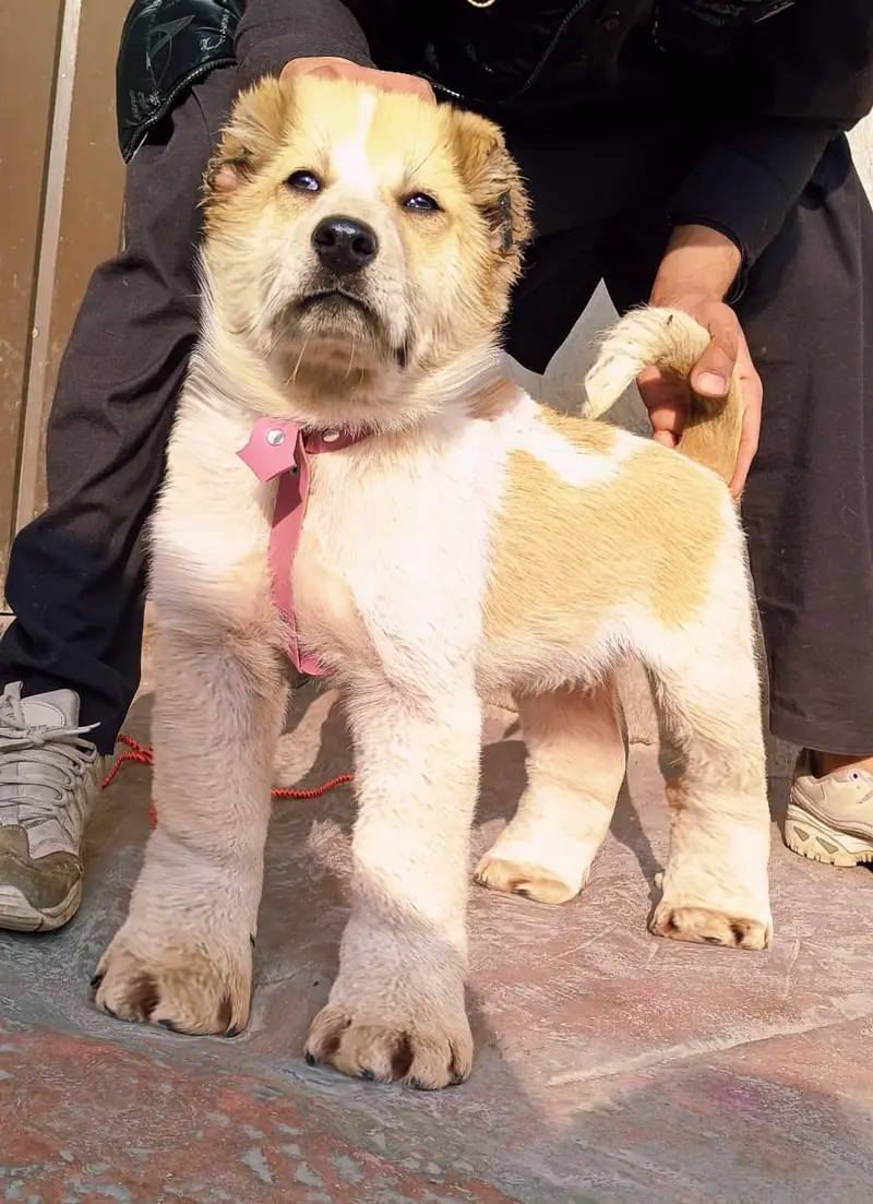 Alabai Pair / security Dog / Afghan Kochi / King kurdish kangal pair — photo 5