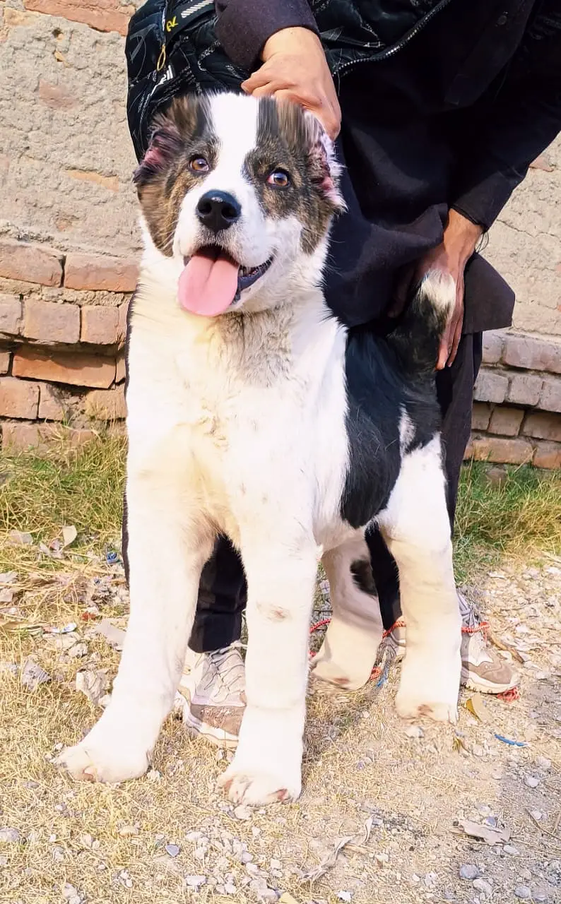 Alabai Pair / security Dog / Afghan Kochi / King kurdish kangal pair — photo 6