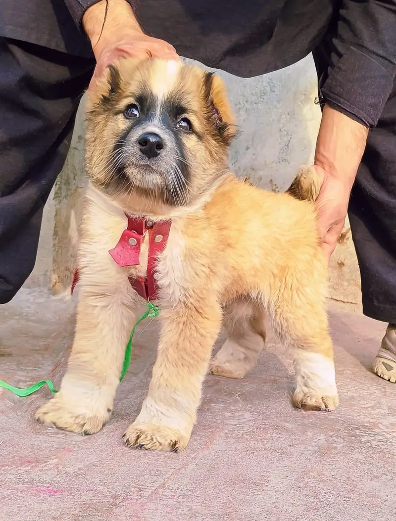 Alabai Pair / security Dog / Afghan Kochi / King kurdish kangal pair — photo 7