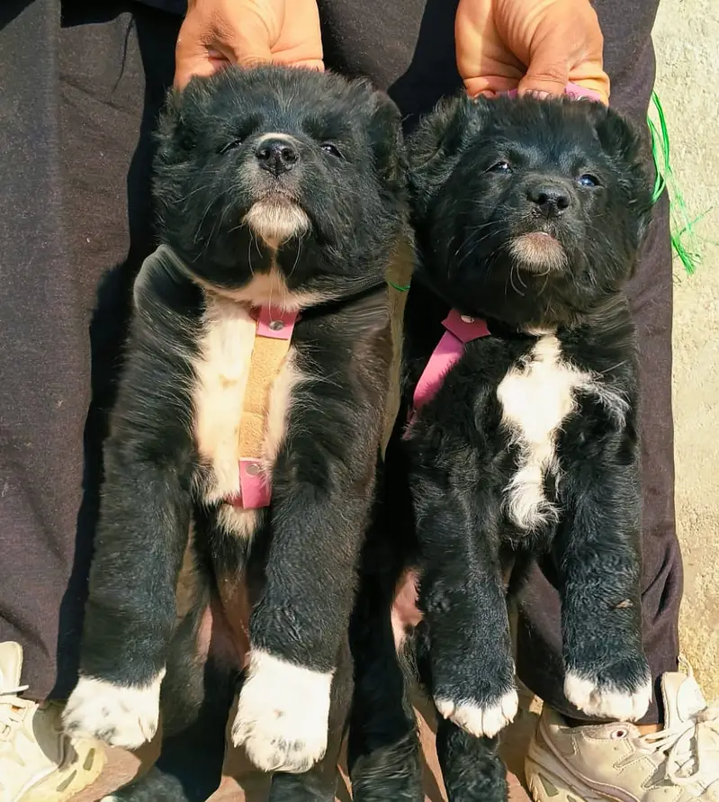 Alabai Pair / security Dog / Afghan Kochi / King kurdish kangal pair — photo 8