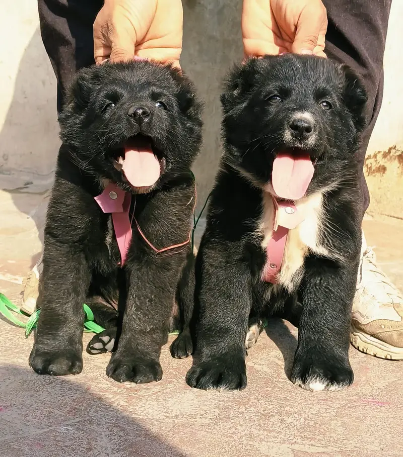 Alabai Pair / security Dog / Afghan Kochi / King kurdish kangal pair — photo 12