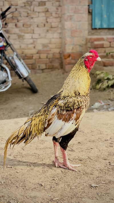 Aseel murga